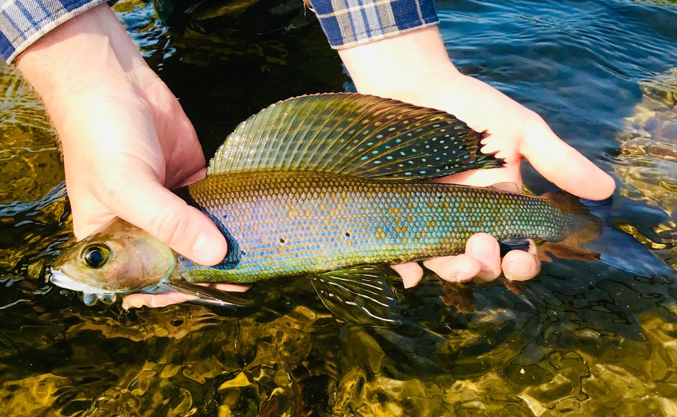 alaska_grayling_fishing_trip_bristol_bay (1)