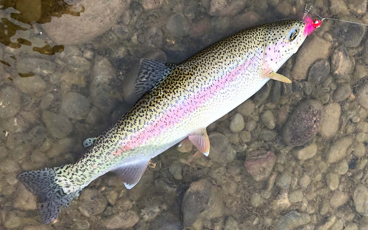 alaska_rainbow_flyfishing_vacation
