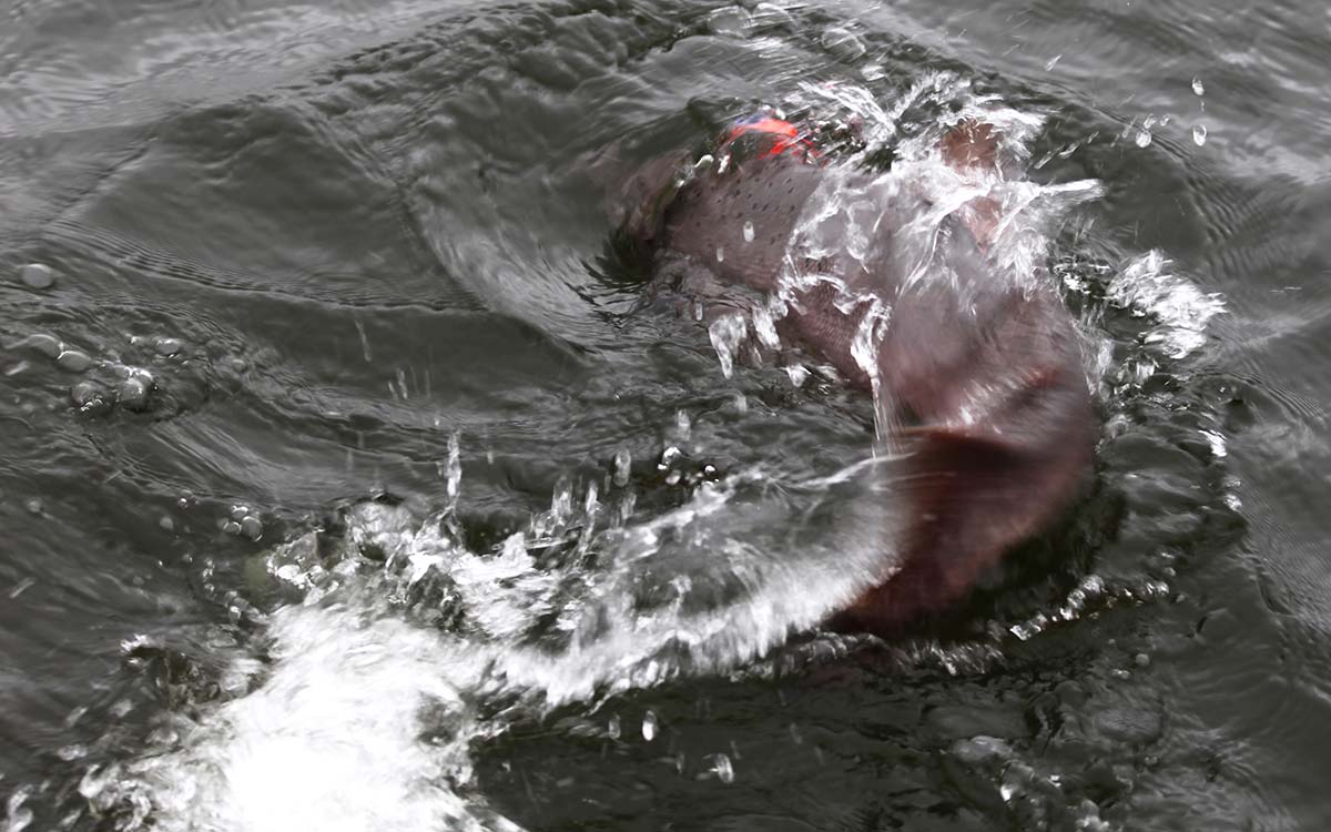 king_salmon_fishing_2018_alaska
