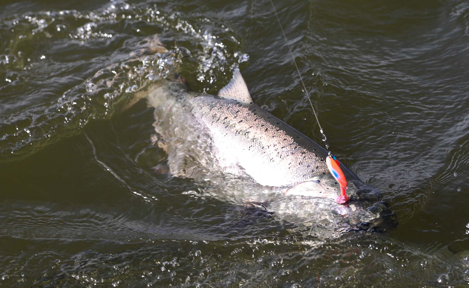 king_salmon_camp_outfitters